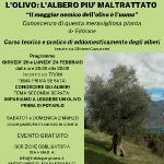 L'olivo l'albero più maltrattato